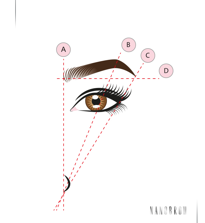 Uma ilustração mostrando a geometria detalhada das sobrancelhas